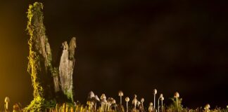 Jakie są rodzaje ergonomia?