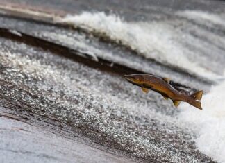 Jak płynie prąd w cieczach? Jak płynie prąd w cieczach?