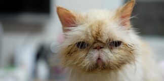 Co się należy dziecku z orzeczeniem o potrzebie kształcenia specjalnego?