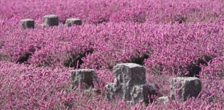 Jaki olej na poprawę pamięci?