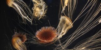 Co to jest platforma?