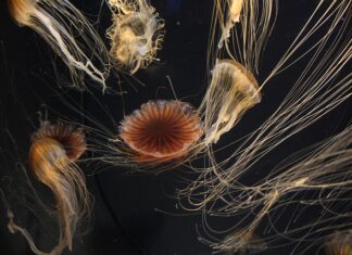 Co to jest platforma?