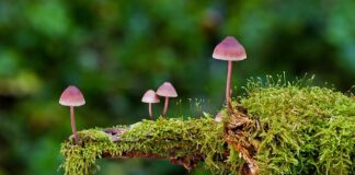 Jakie są rodzaje diod?