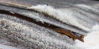 Czy można wytworzyć prąd z magnesu?