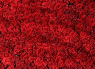 Czym się różni środowisko od przyrody?