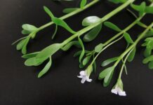 Dlaczego nic nie mogę zapamiętać? Dlaczego nic nie mogę zapamiętać?