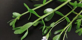 Dlaczego nic nie mogę zapamiętać?