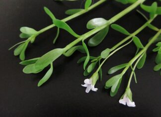 Dlaczego nic nie mogę zapamiętać?