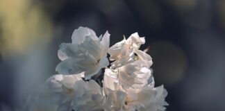 Po co białe certyfikaty?