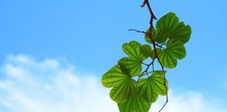 Dlaczego warto chronić zieleń?