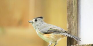 Na jakim poziomie jest polska edukacja?