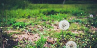 Czy pojęć zrównoważonego rozwoju i CSR można używać zamiennie?