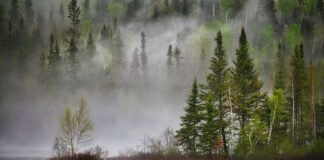 Jak człowiek wpływa na ekosystem?