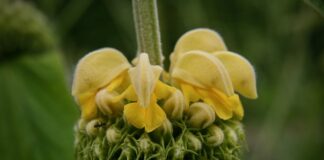 Kto to jest brand Master?