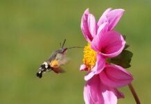 Jakie jest ograniczenie dotyczące spożycia mięsa i jego przetworów wg najnowszej piramidy? Jakie jest ograniczenie dotyczące spożycia mięsa i jego przetworów wg najnowszej piramidy?