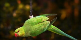 Na czym polega dostosowanie wymagań edukacyjnych u uczniów ze specjalnymi potrzebami edukacyjnymi?