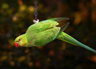 Na czym polega dostosowanie wymagań edukacyjnych u uczniów ze specjalnymi potrzebami edukacyjnymi?