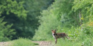 Co to ekosystem krótko?