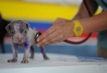 Czy orzeczenie o potrzebie kształcenia specjalnego to to samo co orzeczenie o niepełnosprawności? Czy orzeczenie o potrzebie kształcenia specjalnego to to samo co orzeczenie o niepełnosprawności?