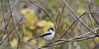 Jaki rodzaj energetyki należy rozwijać w Polsce i dlaczego?