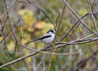 Jaki rodzaj energetyki należy rozwijać w Polsce i dlaczego?
