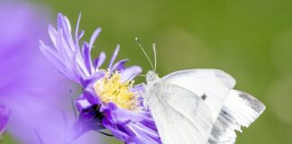 Ile jest gatunków w Polsce?