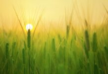 Jakie są najważniejsze cechy rolnictwa ekologicznego?