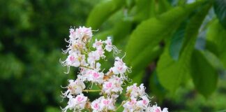 Ile trzeba mieć procent na maturze żeby dostać się na studia?