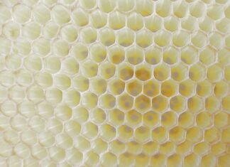 Co zabija komórki mózgowe?