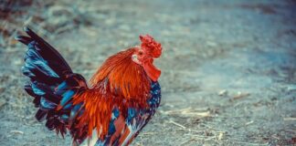 Na czym polega rolnictwo ekologiczne?