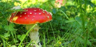 Co najbardziej zabija szare komórki?