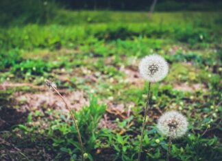 Jakie działania można podjąć na rzecz zrównoważonego rozwoju? Jakie działania można podjąć na rzecz zrównoważonego rozwoju?